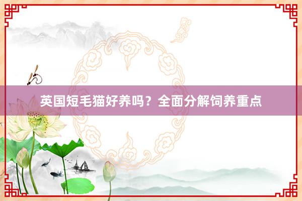 英国短毛猫好养吗？全面分解饲养重点